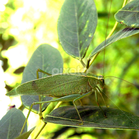 Grasshopper by Mukesh Mishra - Novices Only Macro