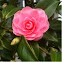 Camellia