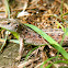 Sand Lizard female (Zauneidechsen Weibchen)