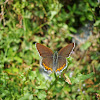 Sorrel Sapphire Butterfly