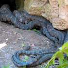 Northern Water Snake