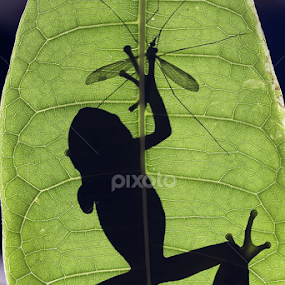 Gotcha by William Lee - Animals Amphibians