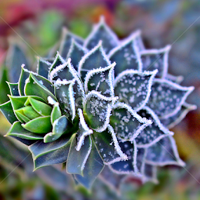 Smrznuti by Jelena Puškarić - Nature Up Close Other Natural Objects