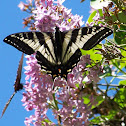 Pale Tiger Swallowtail