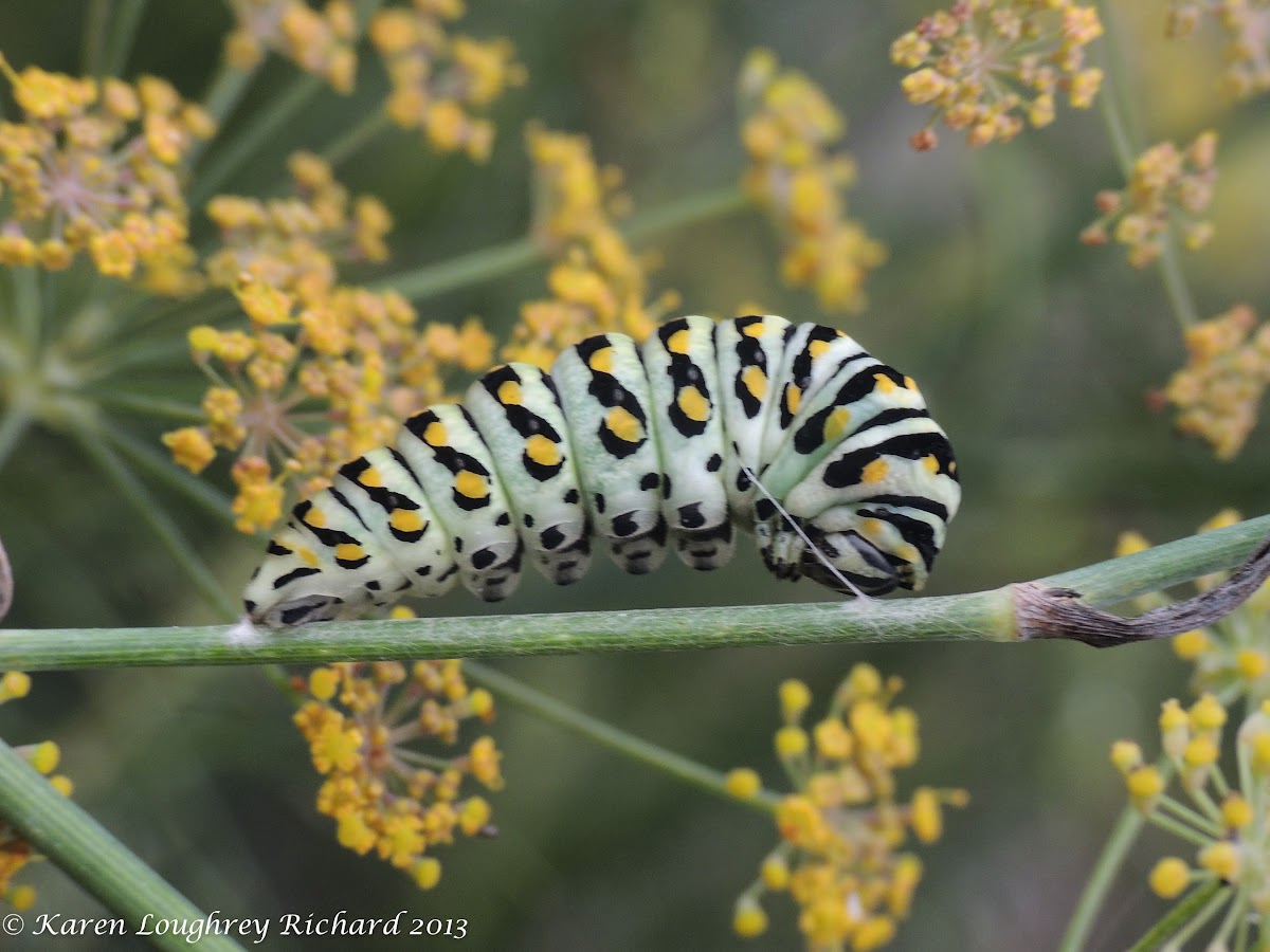 Black swallowtail caterpillar (pre-pupal phase)