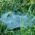 Grass Spider's web