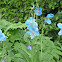 Tibet-Scheinmohn