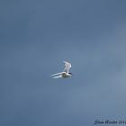 Artic Tern