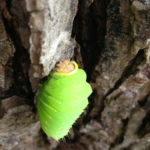Polyphemus Moth caterpillar Project Noah