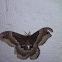 Promethea moth