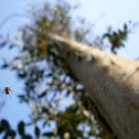 Euchalyptus Spider (Spain)