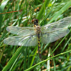 Calico Pennant, female (Dragonflies)