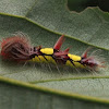 Morpho caterpillar