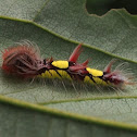 Morpho caterpillar