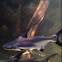 Pangasius catfish
