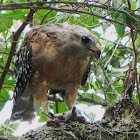 Red-shoulder hawk