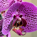 Orchid