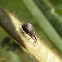 Gorgulho (Weevil)