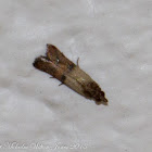 Indianmeal Moth