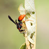 Fire-tailed Potter Wasp