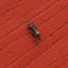 Three-Spot Horse Fly