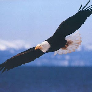 Eagles Wallpapers.apk 2.0.6