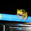 Dwarf Green tree frog