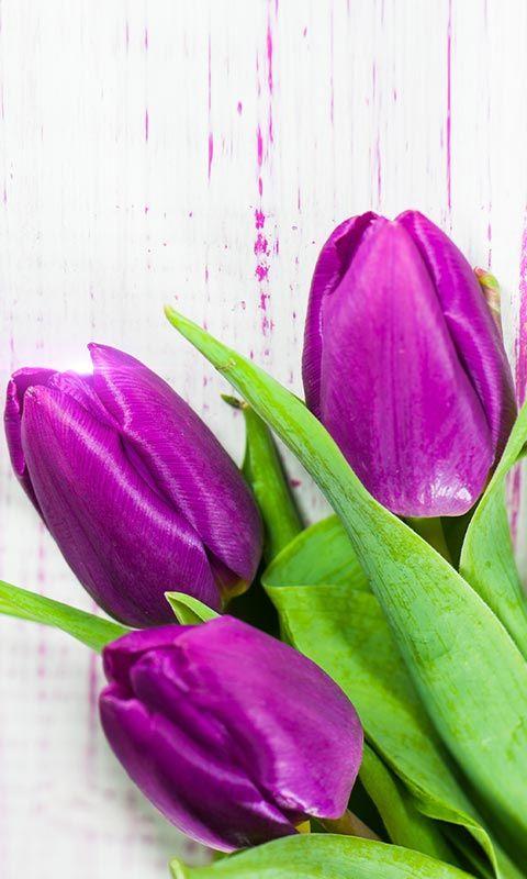 Purple Tulips Live Wallpaper Android Apps on Google Play