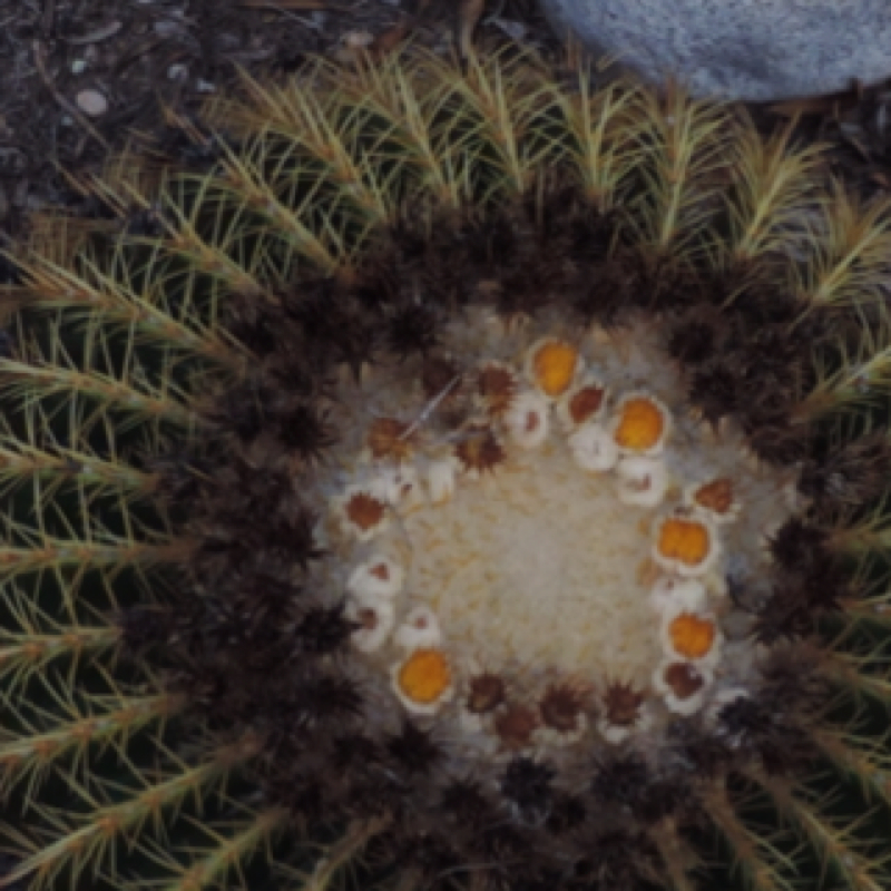 Golden Barrel Cactus, Golden Ball, Mother-in-Law's Cushion