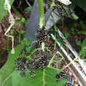 Milkweed Tussock Moth