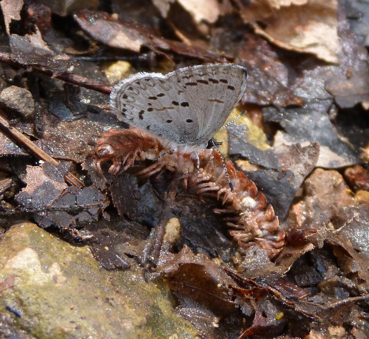 Spring azure ("mud puddling" on a millipede carcass)
