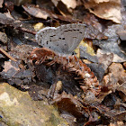 Spring azure ("mud puddling" on a millipede carcass)