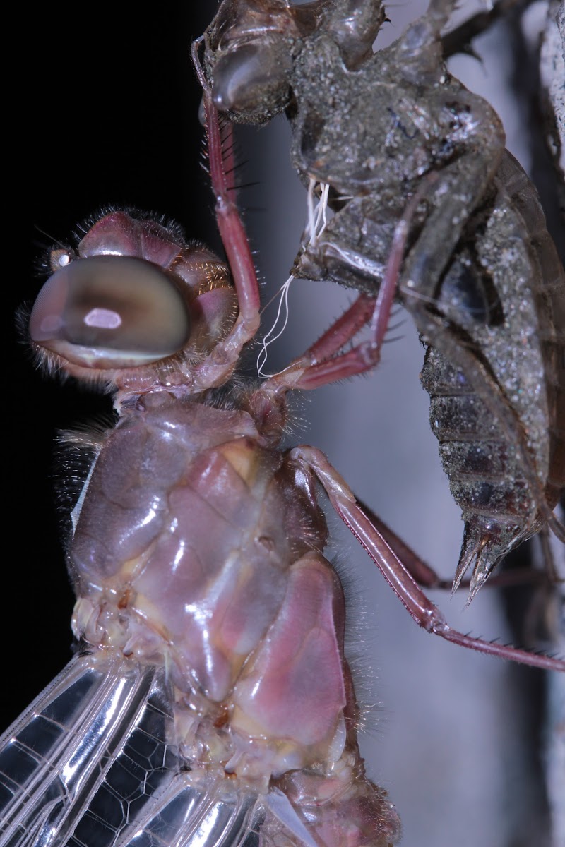 Dragonfly metamorphosis