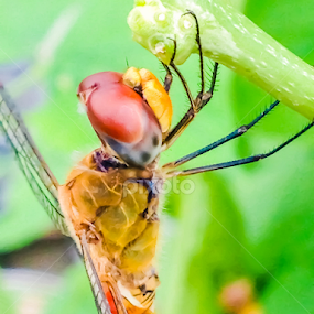 fly,, by Kalai Vanan - Animals Insects & Spiders