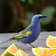 Golden chevroned tanager Sanhaçu de encontro amarelo