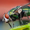 Common Green Bottle Fly