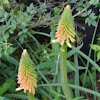 Torch Lily, Red Hot Poker, or Tritoma