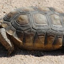 Desert tortoise 