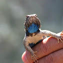 Sagebrush Lizard