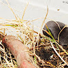 Southern Short-tailed Shrew