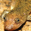 Black-bellied Salamander