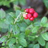 Lingonberry or cowberry