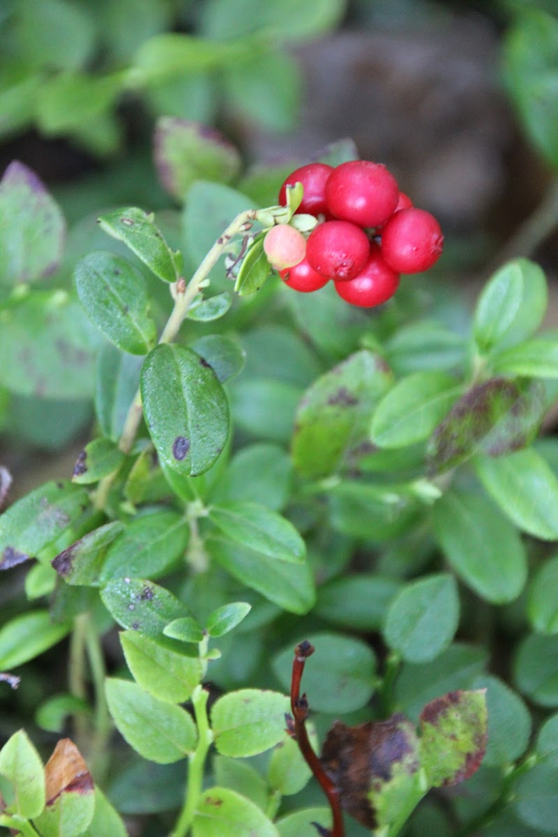 Lingonberry or cowberry