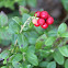 Lingonberry or cowberry