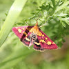 (Purple) moth