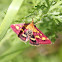 (Purple) moth