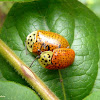 Tortoise beetles