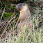 Yellow-bellied marmot