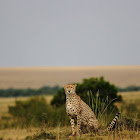 Cheetah