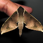 Pale Edged Mottled Hawkmoth